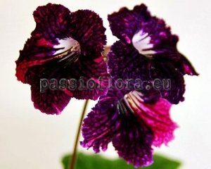 Streptocarpus Seeds  MONARCHA x other hybrids