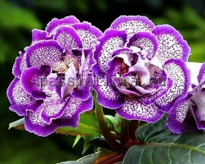 Gloxinia PF-DALI