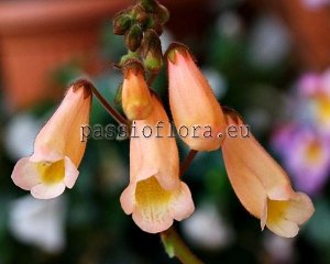 Smithiantha Seeds ABBEY LIGHT x other hybrids