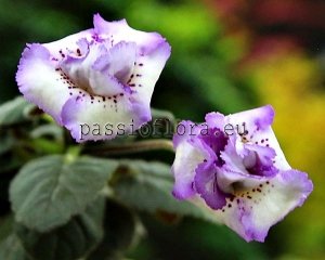 Mini Sinningia Seeds HCY'S TAURUS x other hybrids
