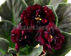 African Violet Seeds RS-BLACK VELVET x other hybrids