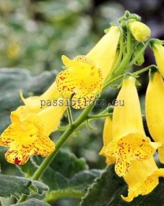 Smithiantha Seeds RF'S LEMON MAGIC x other hybrids 