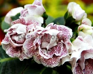 Gloxinia Seeds PF-GALILEO x other hybrids