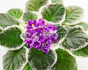 African Violet Seeds VAT-MY SMART GIRL x other hybrids