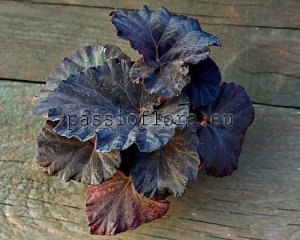 Begonia DS-WEDNESDAY 