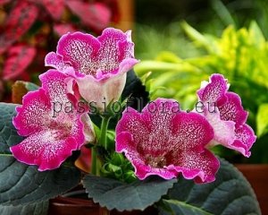 Gloxinia PF-CARMEN