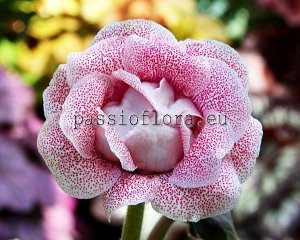 Gloxinia Seeds PF-MIRACLE x other hybrids