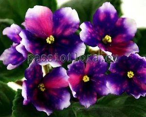 African Violet Seeds RS-COMET x other hybrids