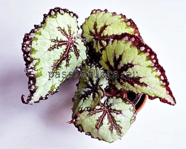 Begonia DS-PEARL RADIANCE