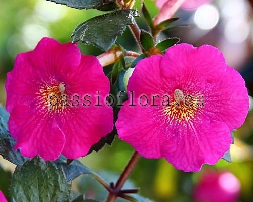 Achimenes Seeds RF'S DULCE LORENA 