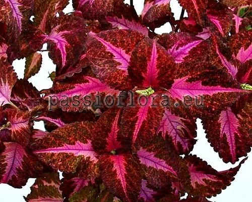 Coleus PF-DIVA 