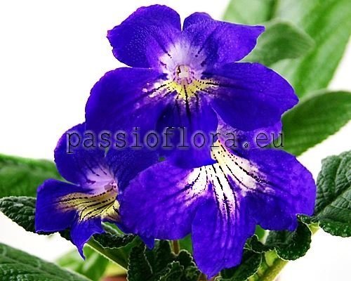 Streptocarpus RD-SHAFIREK 