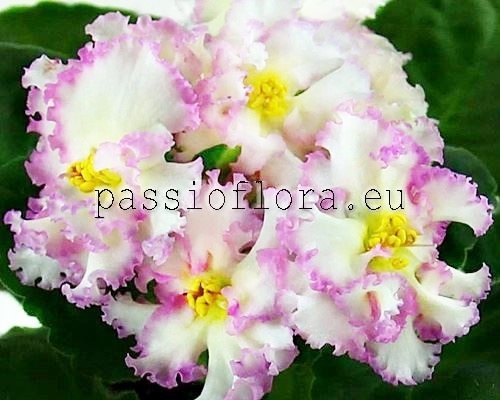 African Violet  RS-ZOLOTAYA ROSKOSH