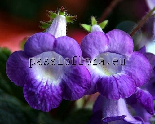 Achimenes ADELE Eucodonia