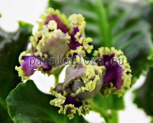 African Violet RS-ADYUTANT