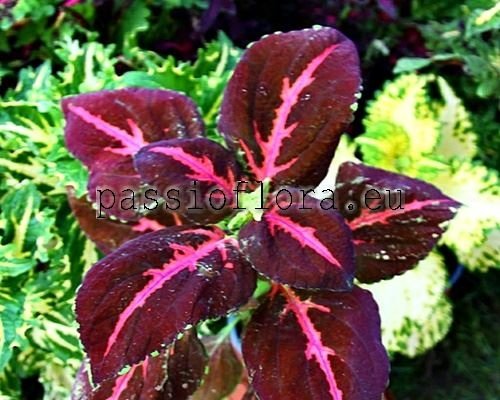 Coleus PF-MIRANDA