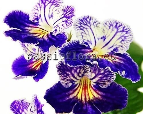 Streptocarpus OD-Beloved - OD-Lyubchik