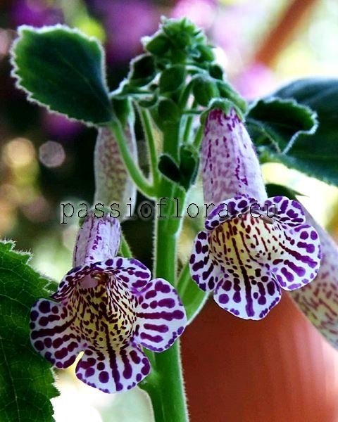 Smithiantha Seeds RF'S REBECCA 