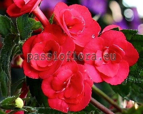 Achimenes Seeds RIO RITA 