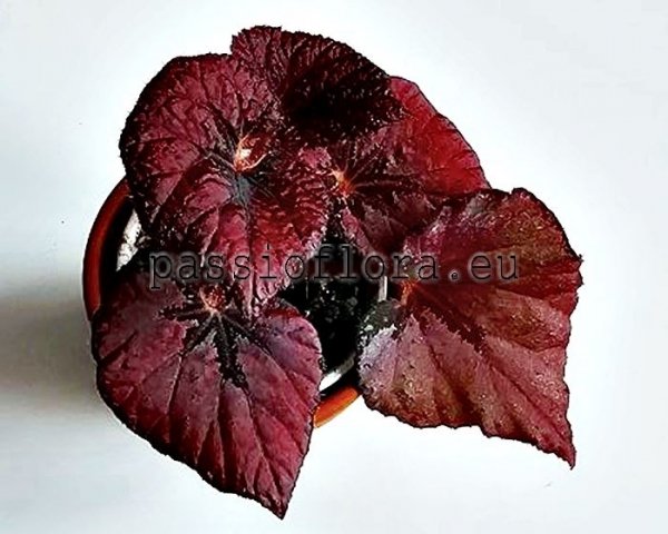 Begonia DS-PETITE PASSION