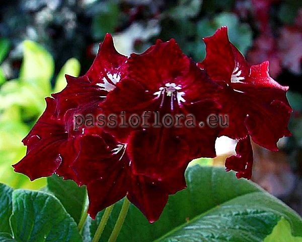 Streptocarpus Seeds  DS-ANGELITO 