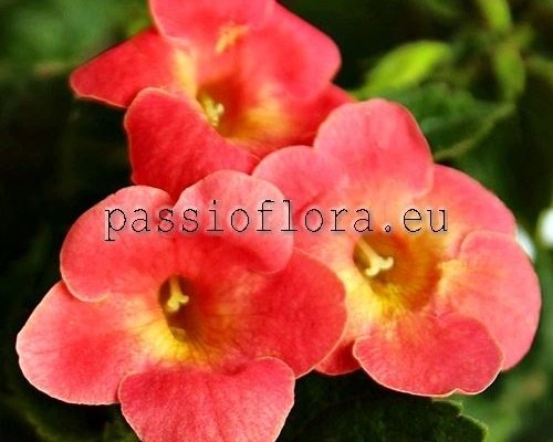 Achimenes seeds GINGER PEACHY