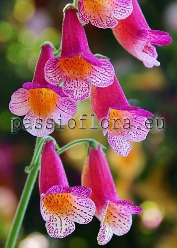 Smithiantha Seeds RF'S JULIET 