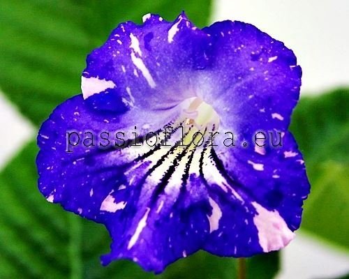 Streptocarpus DS-FEVRAL - DS-FEBRUARY