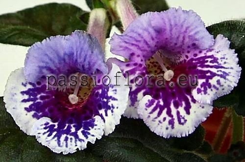 Mini Sinningia SIMSIM WILD ORCHID