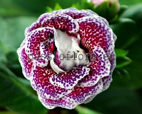 Gloxinia PF-NOSTALGIA