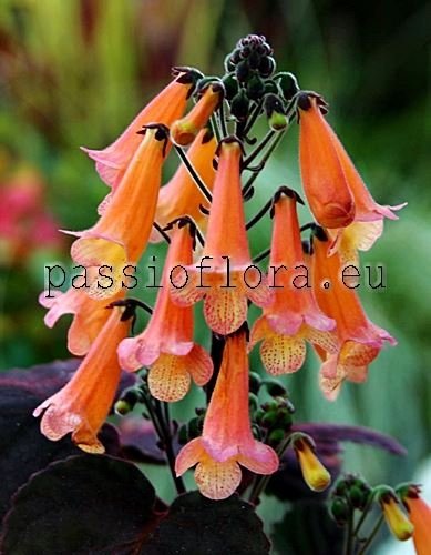 Smithiantha Seeds PF-DIANA 