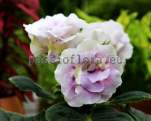 Gloxinia PF-SANT'ANGELO