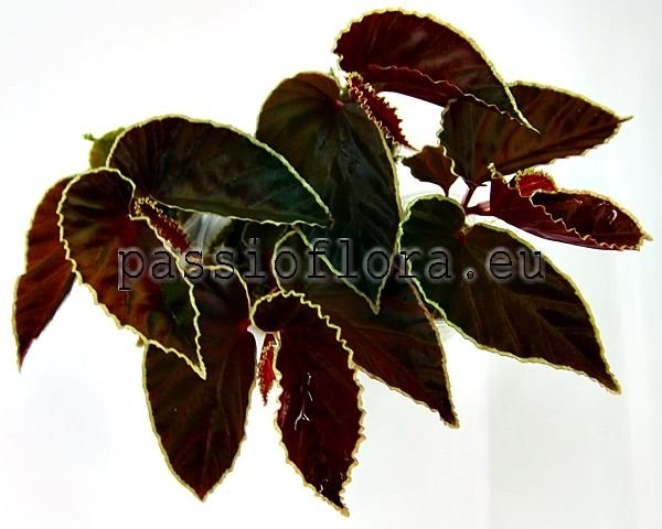 Begonia  seeds darthvaderiana  x self