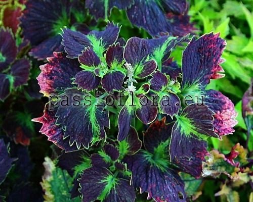 Coleus PF-PERFECT WORLD 