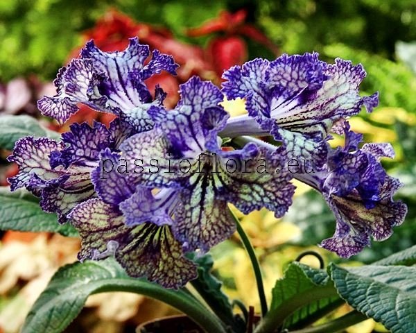 Streptocarpus OD-IZYA 