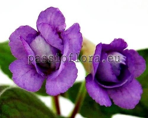 Mini Sinningia Seeds ORION 