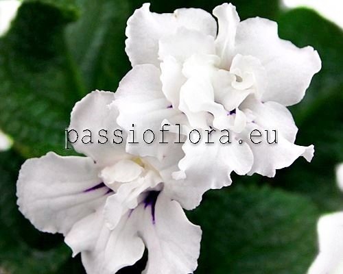 Streptocarpus RF-WHITE PRINCESS