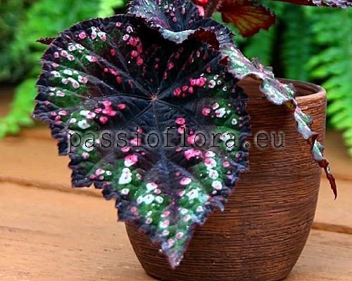 Rex Begonia Seeds Hybrid No. 3