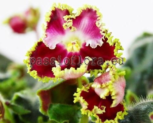 African Violet NEVA LIGHTS - NEVSKIYE OGNI