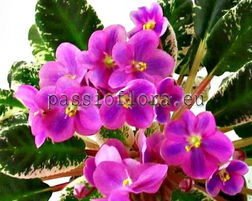 African Violet VICTORIA - VICTORIYA