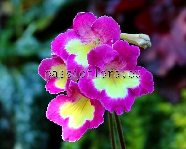 Streptocarpus DS-GOLDEN KEY 
