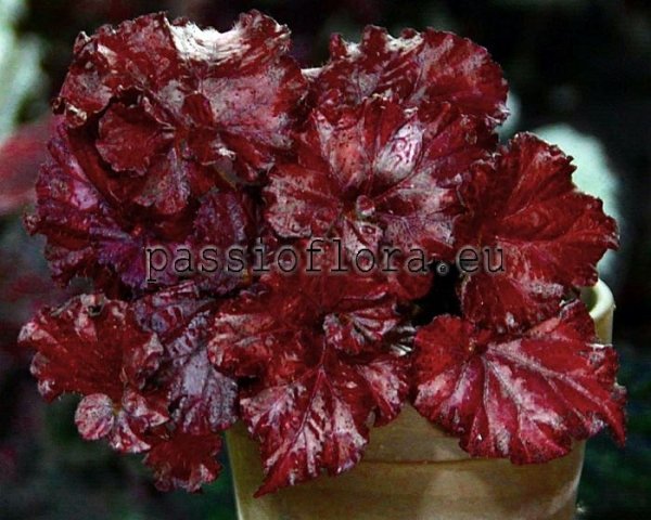 Begonia DS-RED DIAMOND