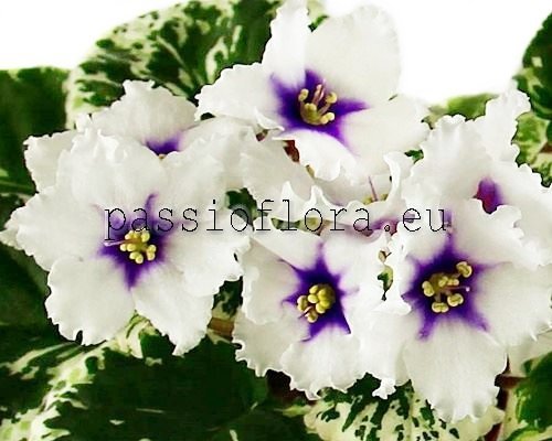 African Violet LE-GALINA 