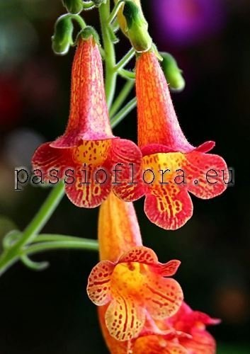 Smithiantha RF'S NEFERTITI 