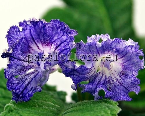 Streptocarpus DS-1594