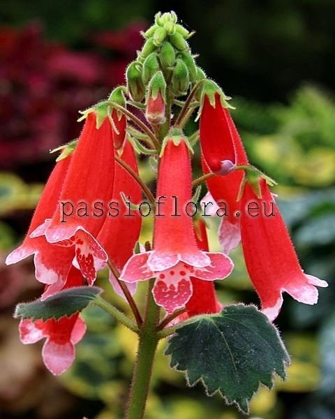 Smithiantha Seeds RF'S TAJANA