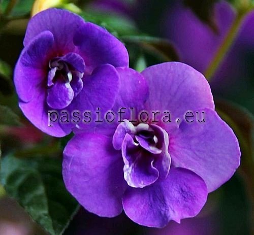 Achimenes SUMMER RAIN 2