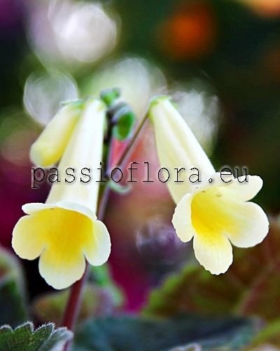 Smithiantha Seeds PF-MONTE CARLO 