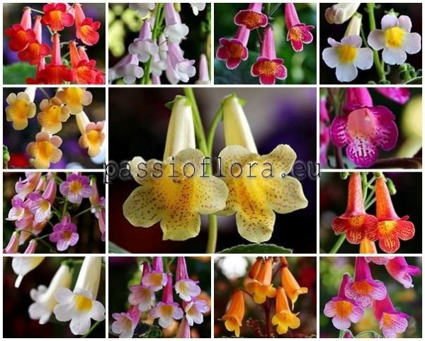 Smithiantha Seeds More Varieties Soon