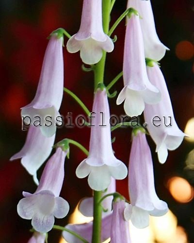 Smithiantha Seeds PF-WHITE PRINCESS 